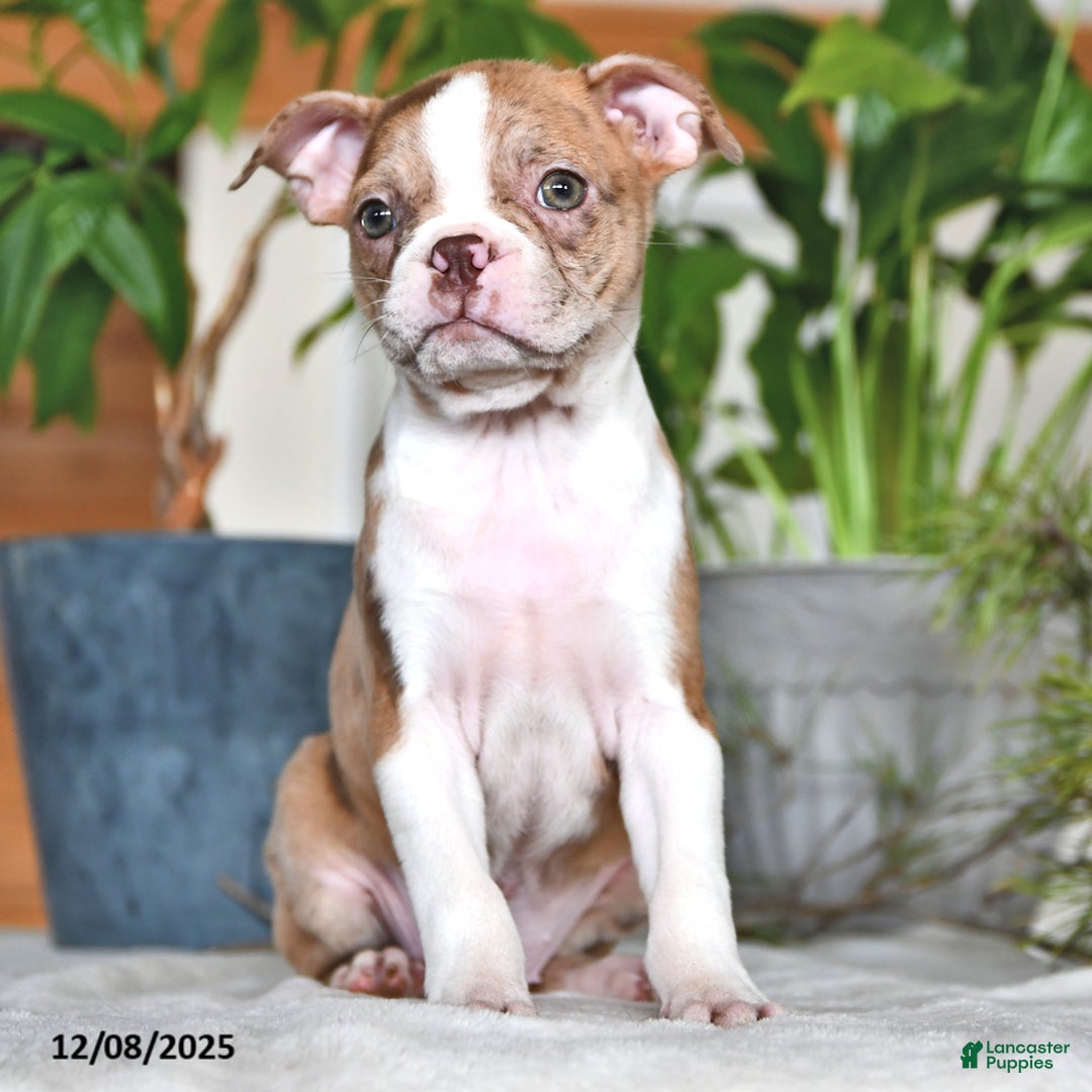 Boston Terrier dogs for sale: Rachelle  - Ad 9