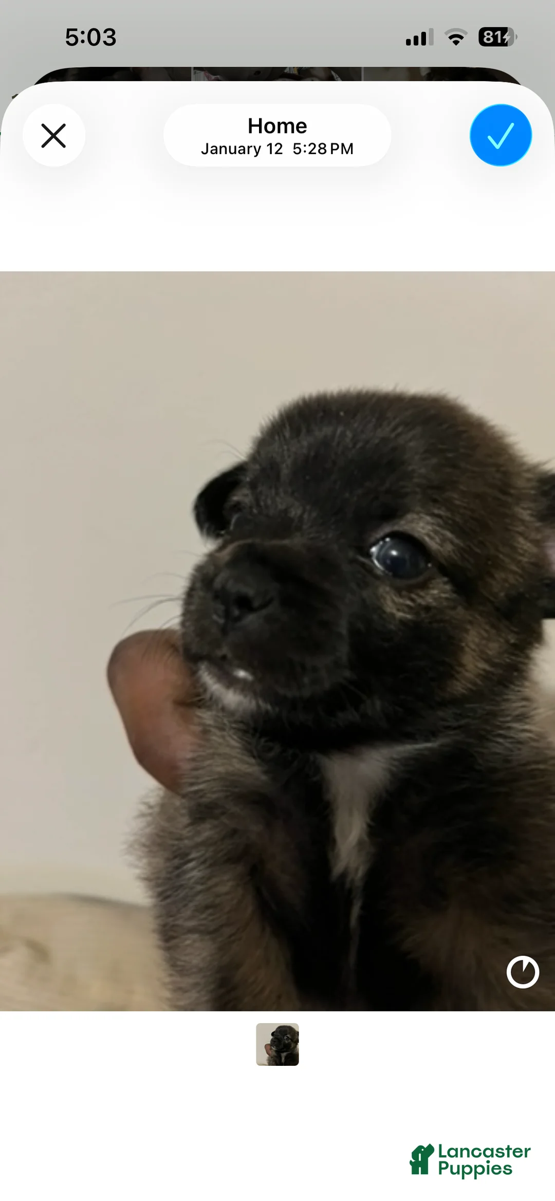 Mixed Breed dogs for sale: Chihuahua 4 - Ad 1