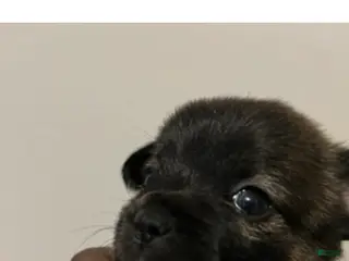 Mixed Breed dogs Chihuahua 4 - Ad 29