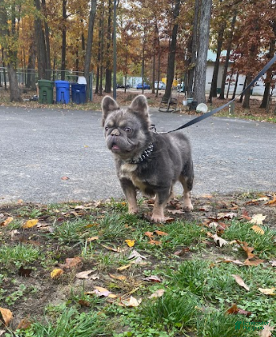 French Bulldog dogs for sale: Pirate - Ad 2