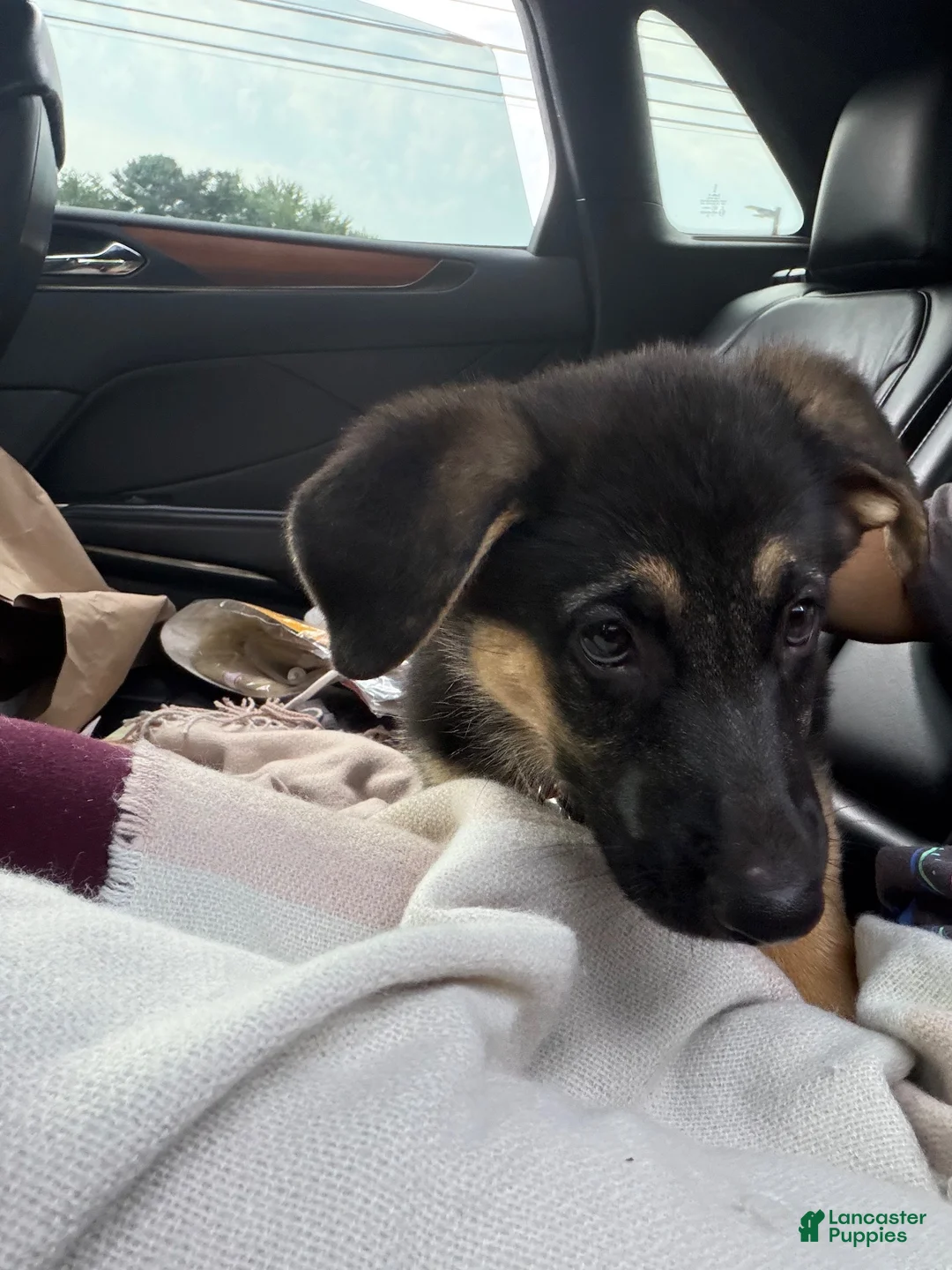 German Shepherd dogs for sale: German Shepherd 1 - Ad 6
