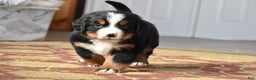 Bernese Mountain Dog dogs for sale: Rowdy - Ad 12