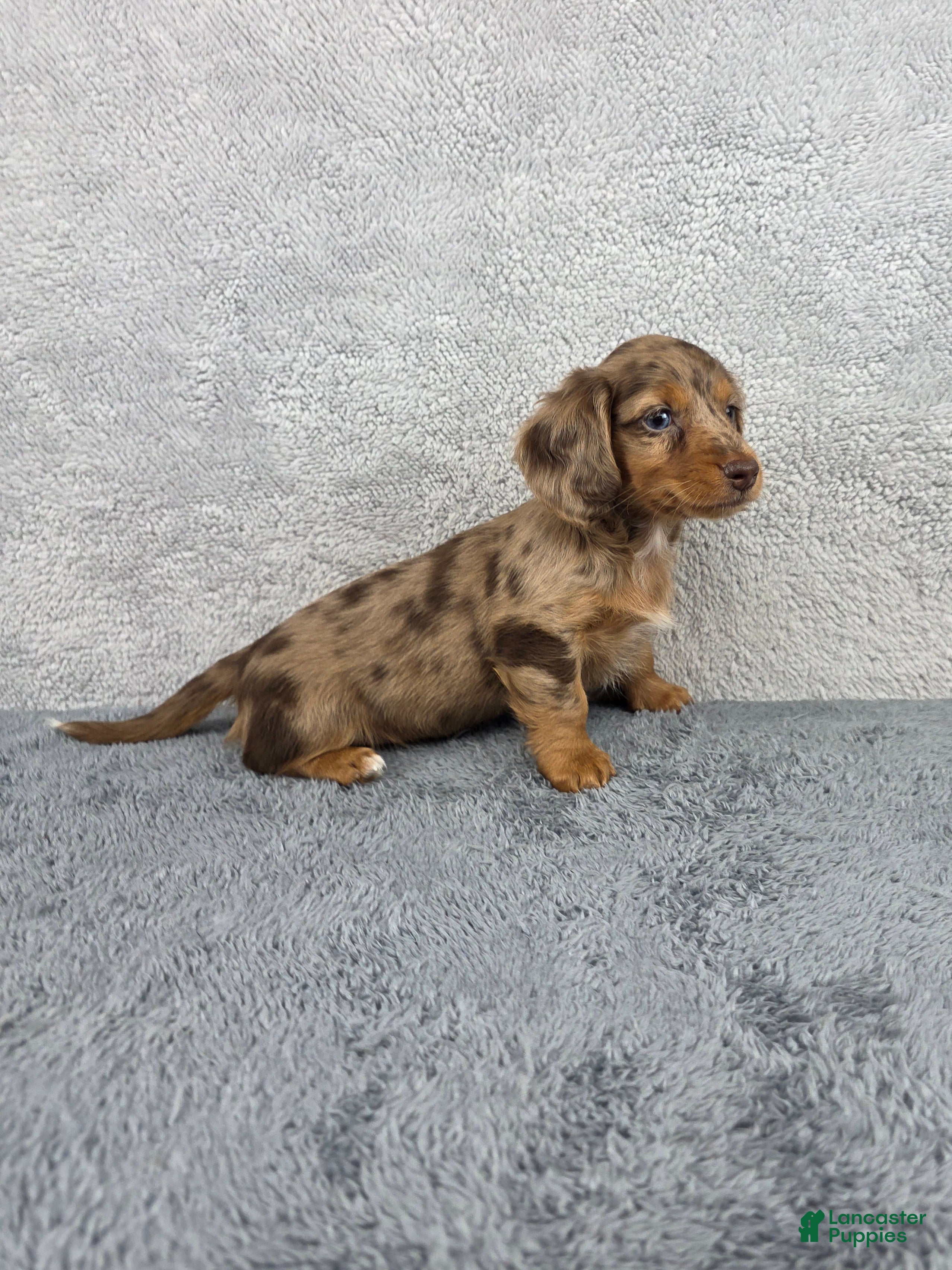 Miniature Dachshund dogs Clover - Ad 2