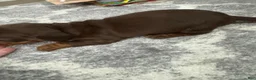 Miniature Dachshund dogs for sale: Miniature Dachshund 2 - Ad 6
