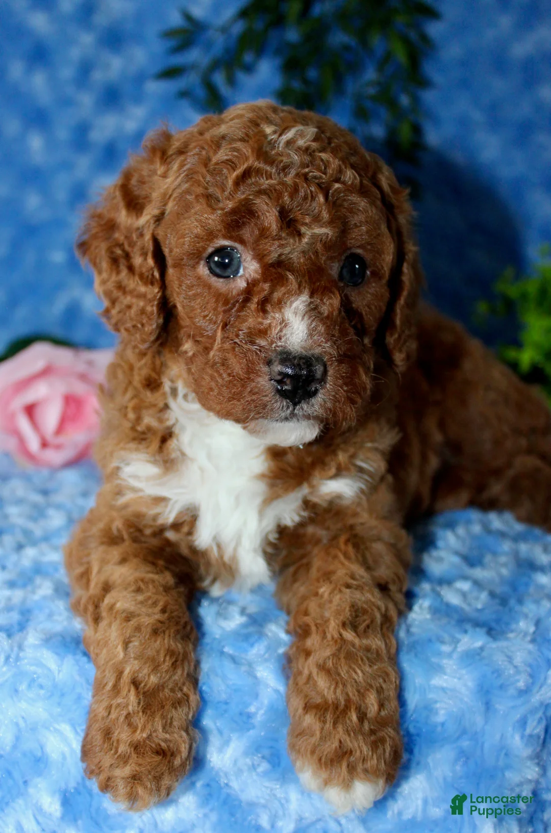 Cavapoo dogs for sale: Cavapoo Puppy 1 - Ad 1