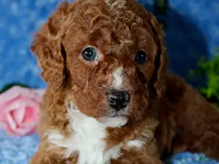 Cavapoo dogs Cavapoo Puppy 1 - Ad 1