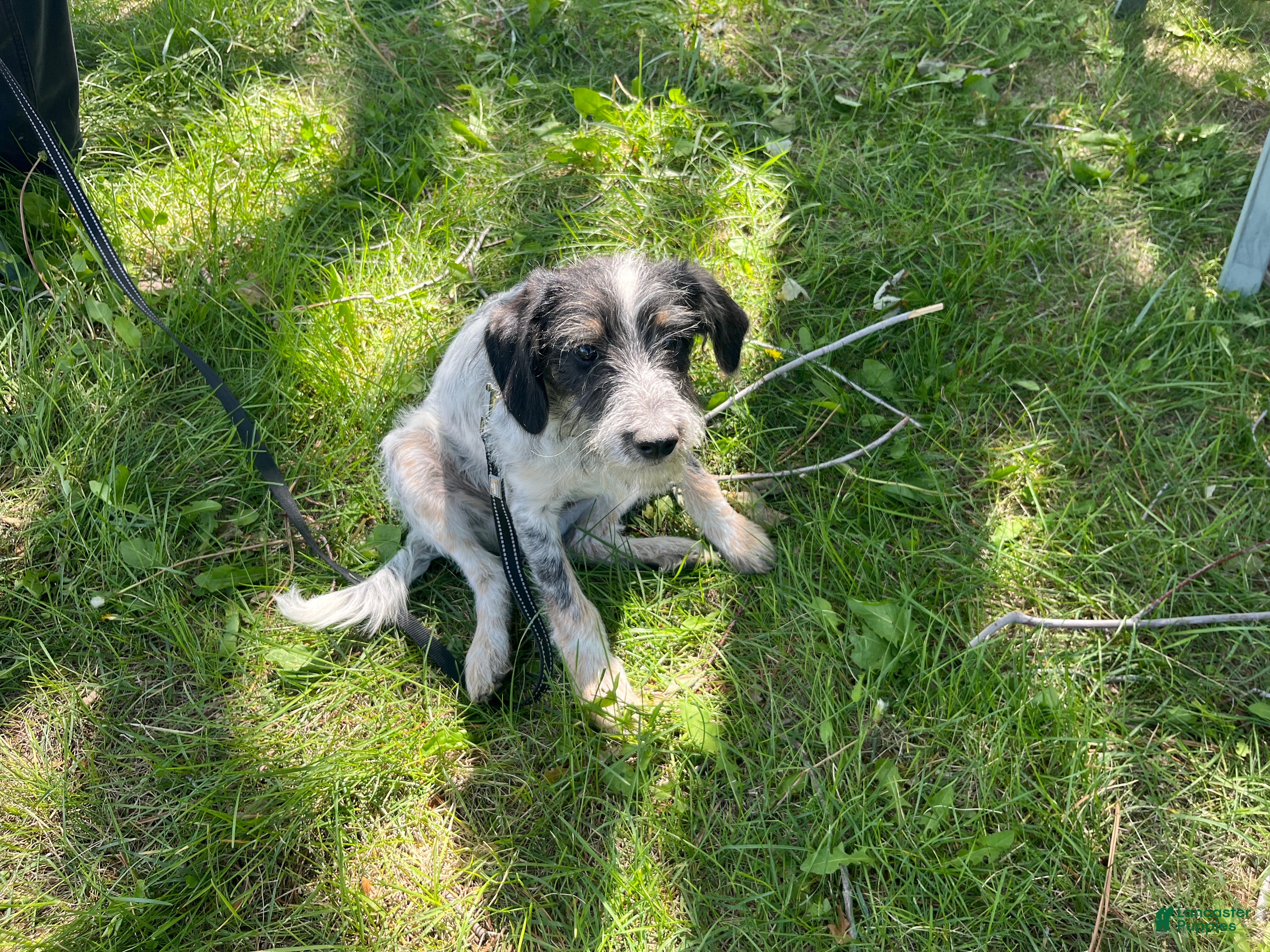 Mini Aussiedoodle dogs for sale: Miniature Aussiedoodle Charlie - Ad 8