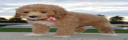 Cavapoo dogs for sale: Callie - Ad 6