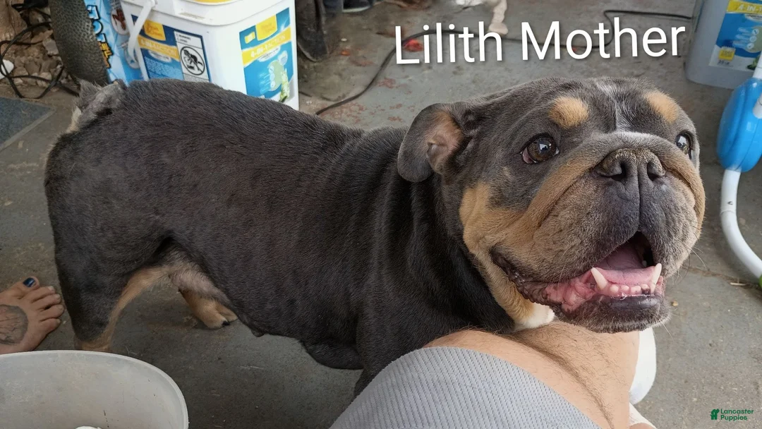 English Bulldog dogs for sale: Hercules - Ad 4