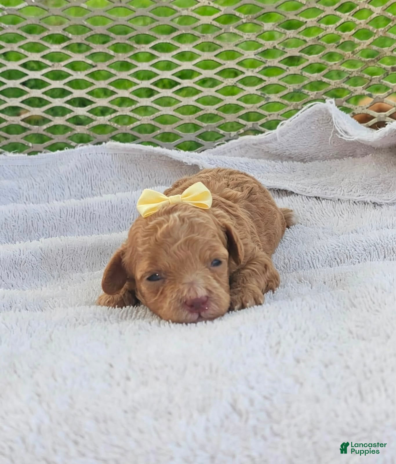 Toy Poodle dogs for sale: Calista - Akc Toy Poodle - Ad 3