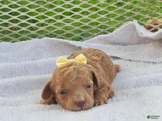 Toy Poodle dogs Calista - Akc Toy Poodle - Ad 8