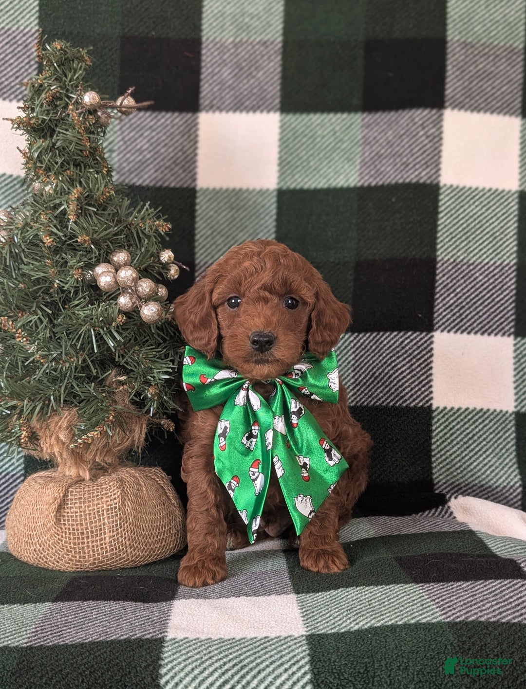 Mixed Breed dogs for sale: Brett Hypoallergenic - Ad 2