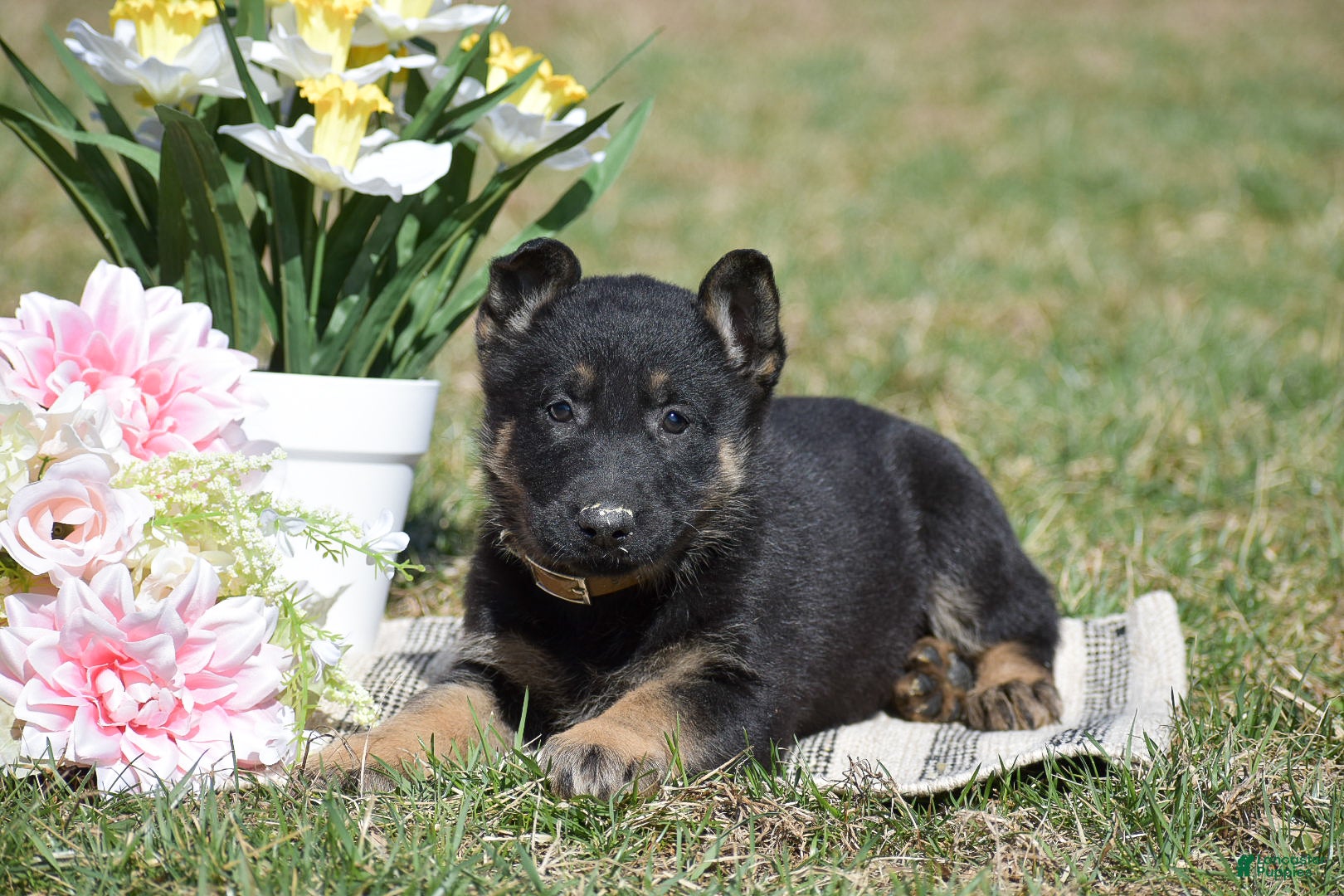 German Shepherd dogs Emily - Ad 2