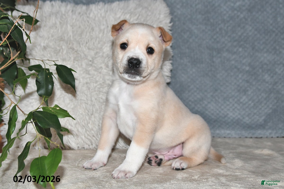 Mixed Breed dogs Bowser - Ad 3