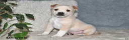 Mixed Breed dogs for sale: Bowser - Ad 1