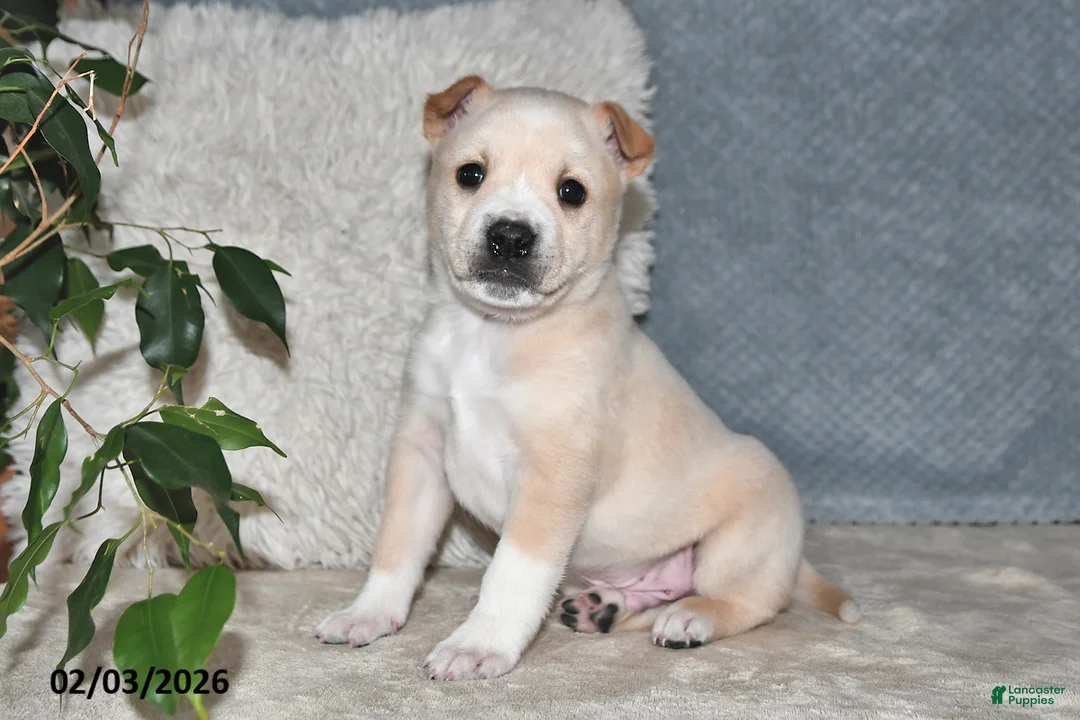 Mixed Breed dogs for sale: Bowser - Ad 1