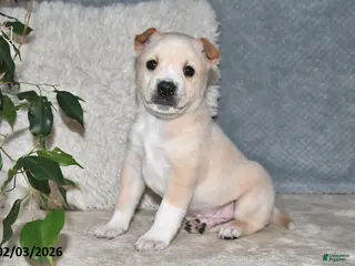 Mixed Breed dogs Bowser - Ad 12