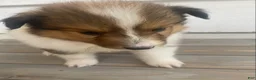 Shetland Sheepdog dogs for sale: Leif  - Ad 22