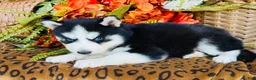 Siberian Husky dogs for sale: Maci - Ad 3