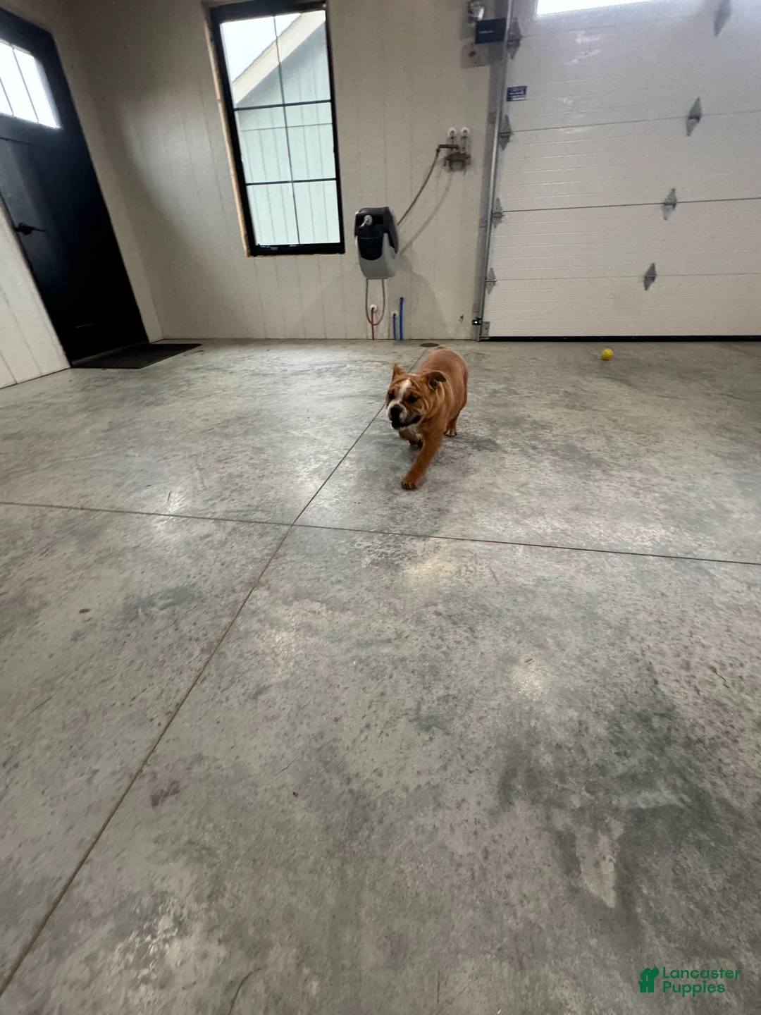 English Bulldog dogs for sale: Zeke  - Ad 12