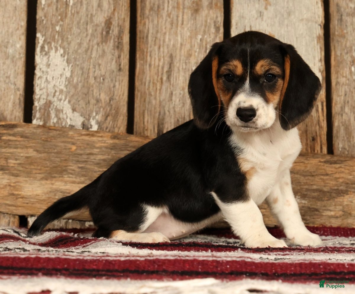 Beagle dogs for sale: Crystal - Ad 3