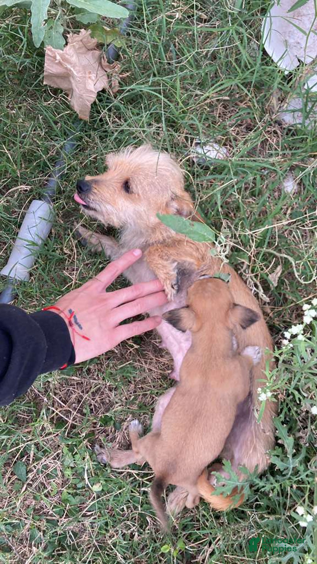 Chihuahua dogs for sale: Bambi - Ad 4