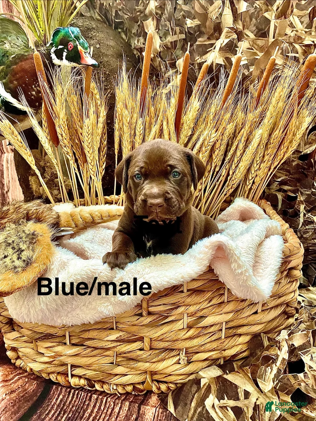 Mixed Breed dogs for sale: Mixed Breed 5 - Ad 1