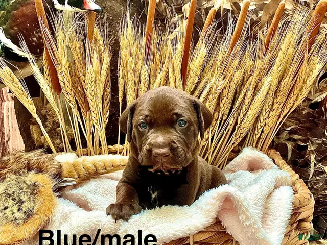 Mixed Breed dogs for sale: Mixed Breed 5 - Ad 1