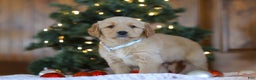 Golden Retriever dogs for sale: Dash - Ad 4