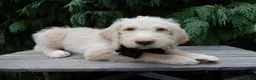 Labradoodle dogs for sale: Dallas - Ad 8