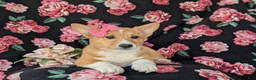 Welsh Corgi Pembroke dogs for sale: Matilda AKC Registered - Ad 5