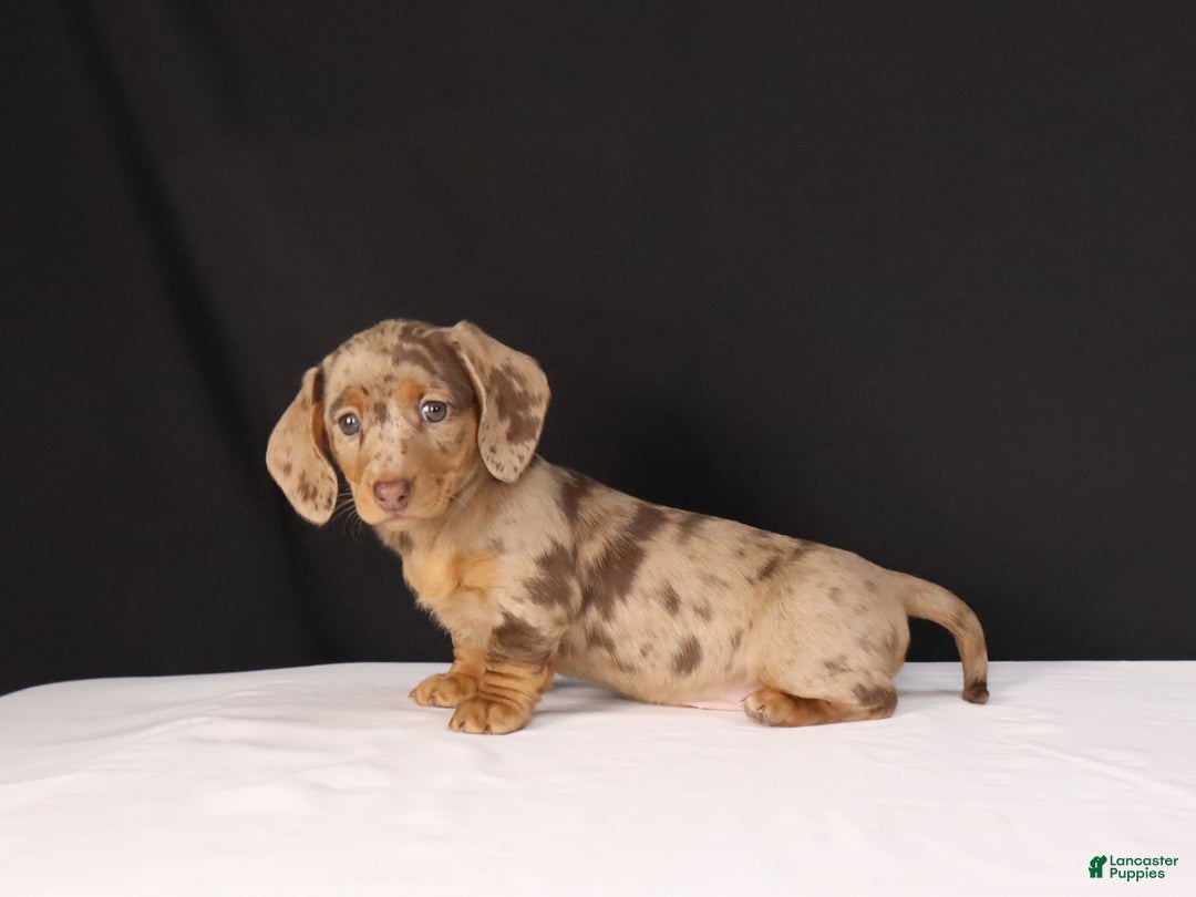 Dachshund dogs for sale: Twila - Ad 9