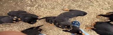 Rottweiler Puppy 5
