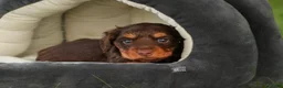 Miniature Dachshund dogs for sale: Barnaby Miniature Dachshund  - Ad 3