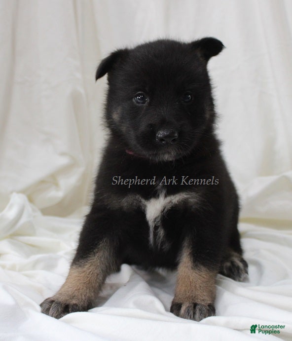 Gerberian Shepsky dogs Pink Collar Female - Ad 1