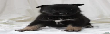 Pink Collar Female
