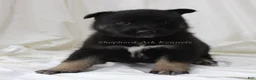 Gerberian Shepsky dogs for sale: Pink Collar Female - Ad 1