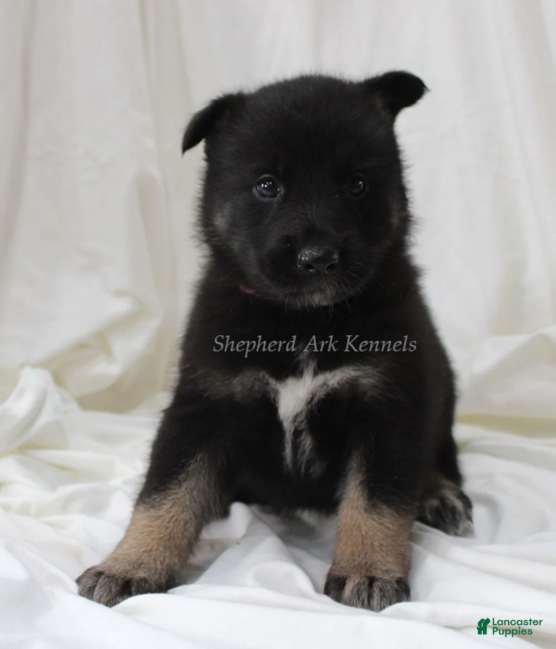Gerberian Shepsky dogs for sale: Pink Collar Female - Ad 1