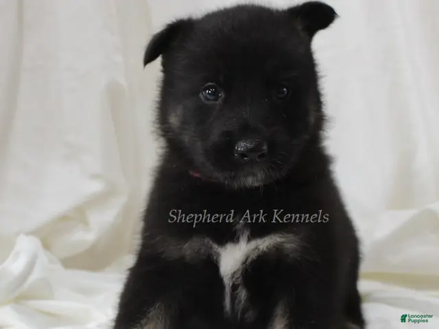 Gerberian Shepsky dogs for sale: Pink Collar Female - Ad 1