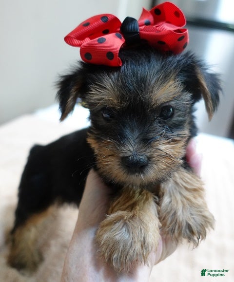 Yorkshire Terrier dogs Ziggy 2 pounds - Ad 14