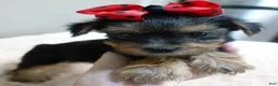 Yorkshire Terrier dogs for sale: Ziggy 2 pounds - Ad 1