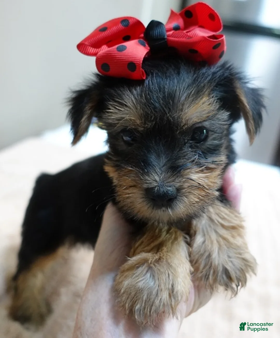 Yorkshire Terrier dogs for sale: Ziggy 2 pounds - Ad 1