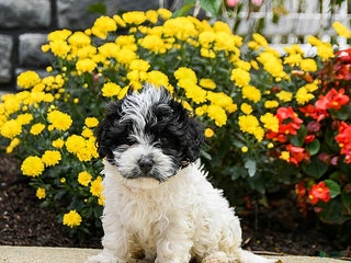 Havanese dogs - Ad 42