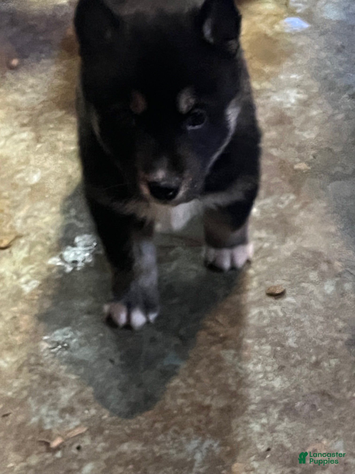 Siberian Husky dogs Siberian Husky Puppy 3 - Ad 1