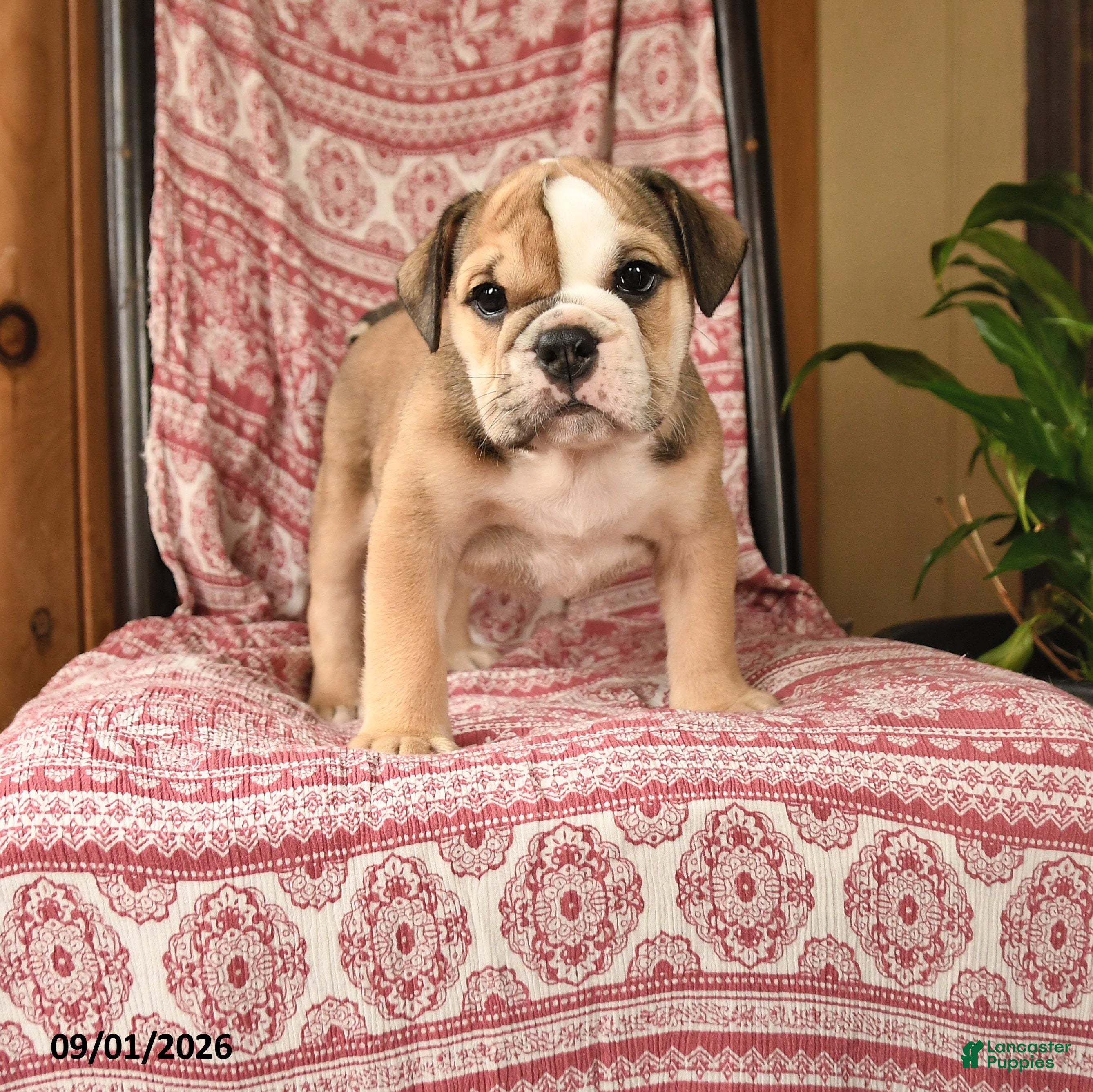 English Bulldog dogs Bonnie - Ad 1