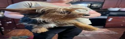 Yorkshire Terrier dogs for sale: Yorkshire Terrier Puppy 1 - Ad 2