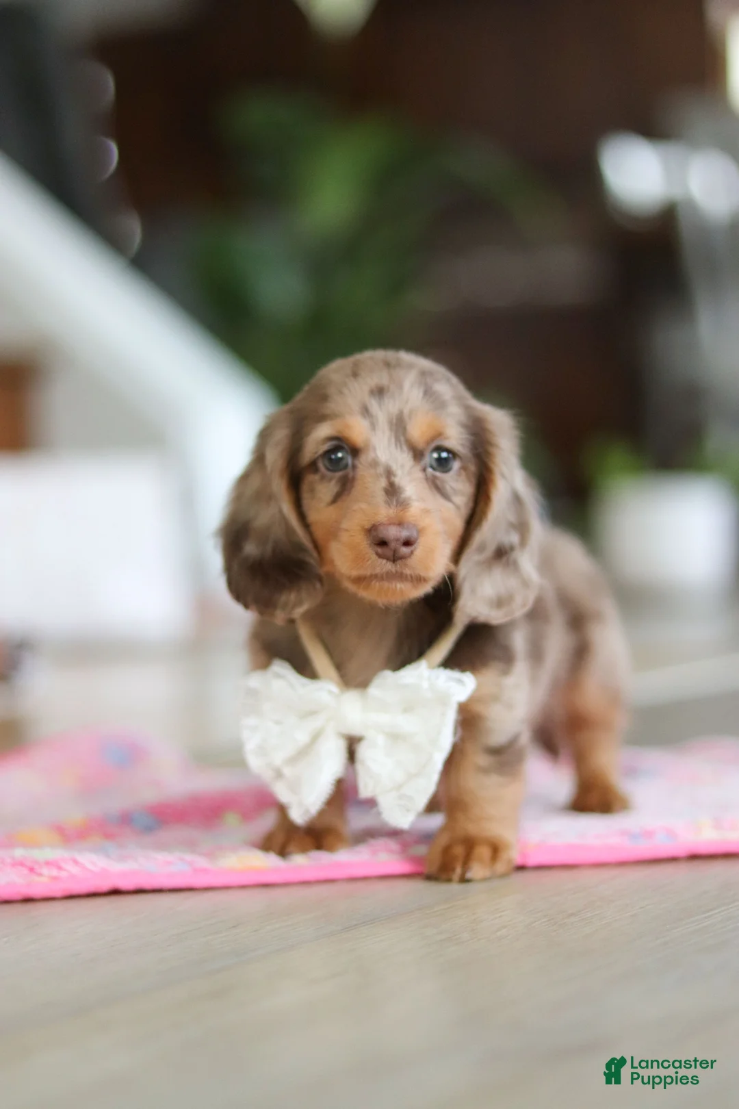 Miniature Dachshund dogs for sale: Jewel - Ad 10