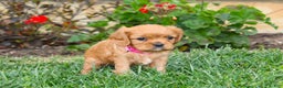 Cavalier King Charles Spaniel dogs for sale: Charlotte - Genetic Tested Parents - Ad 15