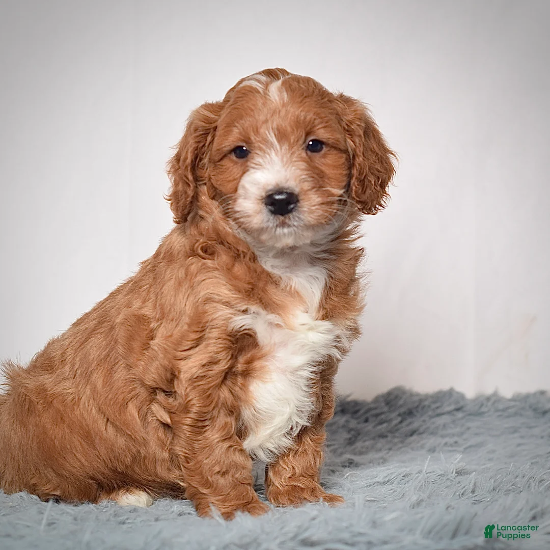 Mini Goldendoodle dogs for sale: Mr. Archie - Ad 1