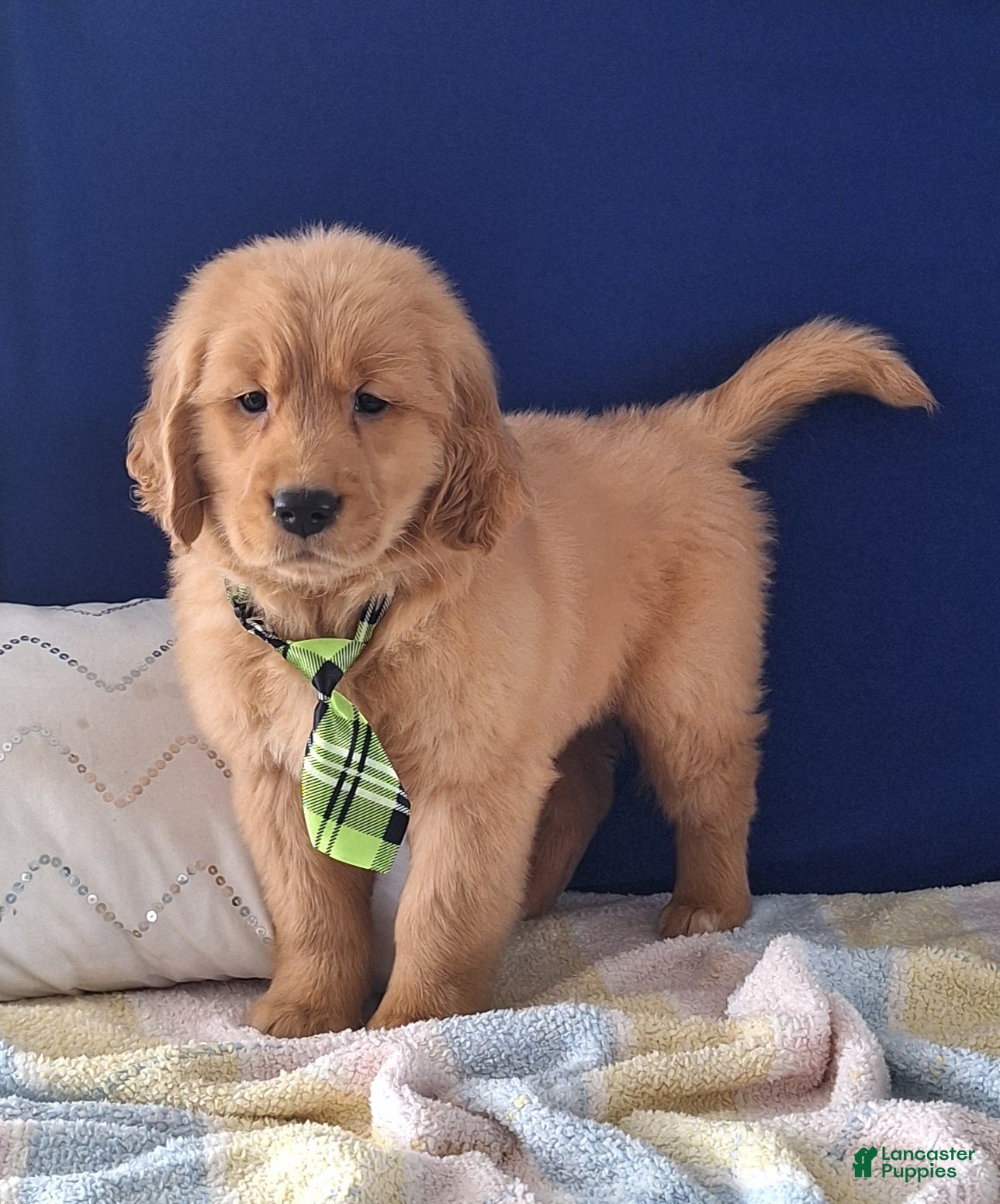 Golden Retriever dogs Wesley - Ad 16